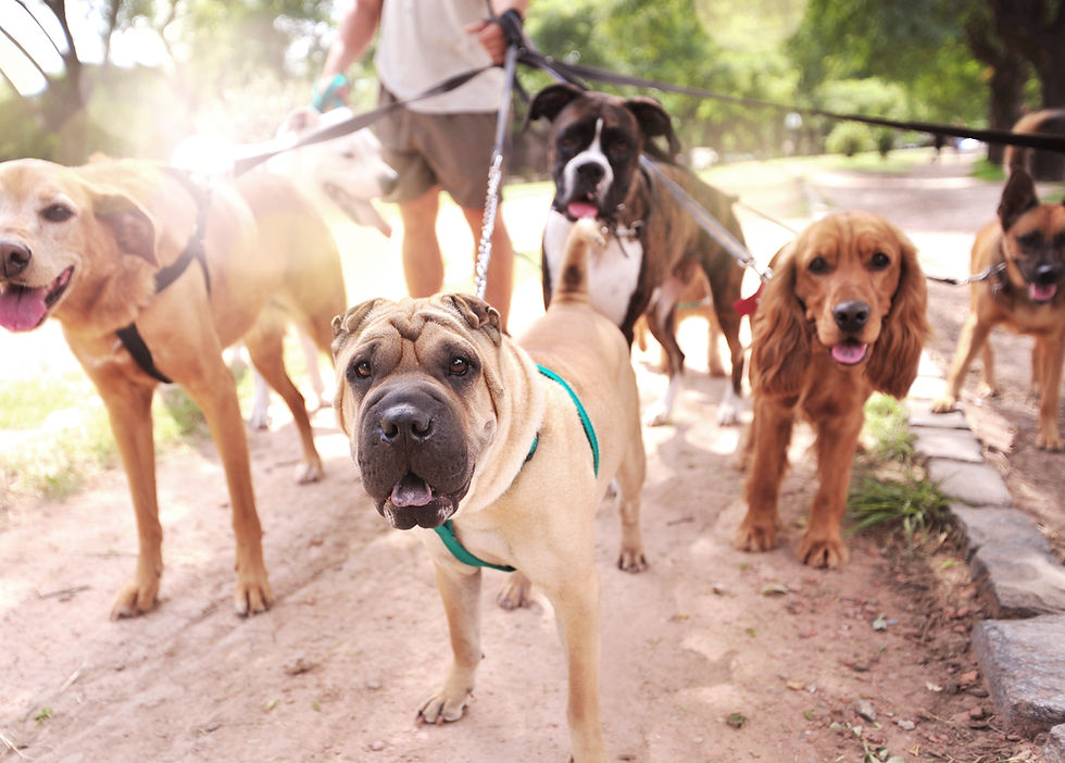 Dublin Park Group Class