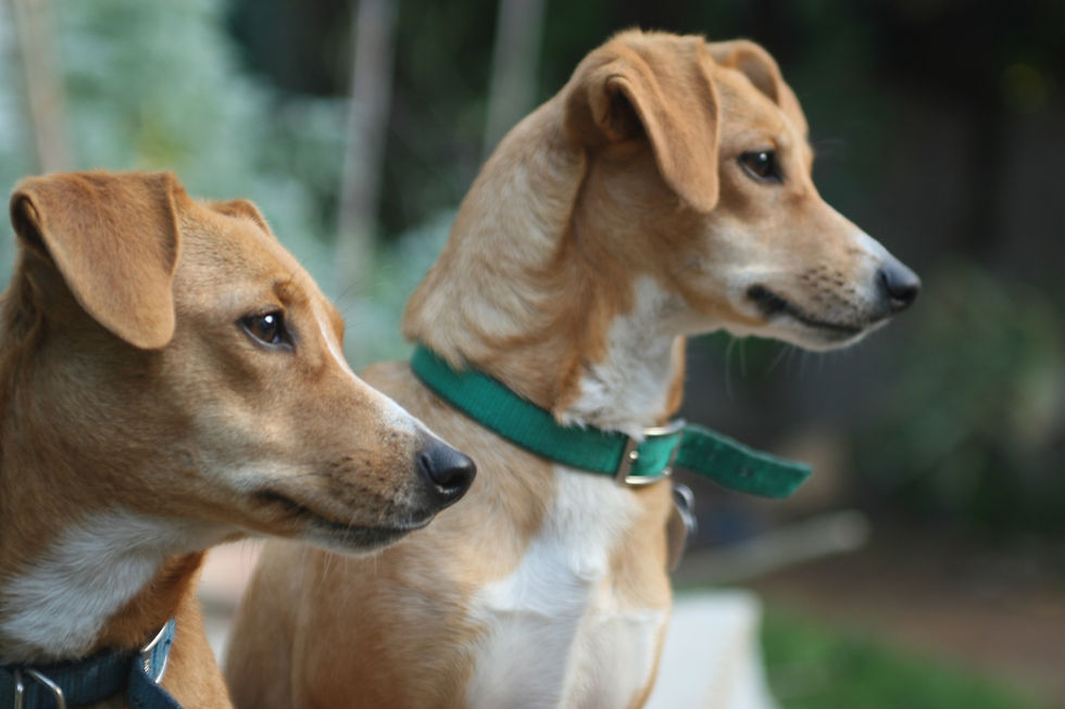 St. Patrick's Day Parade of Pups
